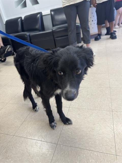WHISPER - Border Collie available for adoption