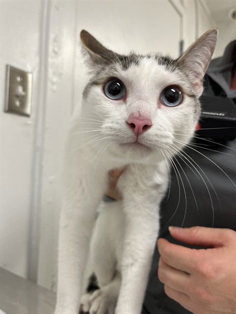 TOBY - Domestic Short Hair available for adoption