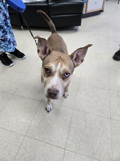 WINSTON - Pit Bull Terrier available for adoption