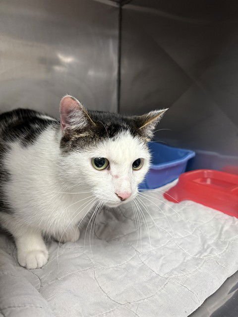 DEIMOS - Domestic Short Hair available for adoption