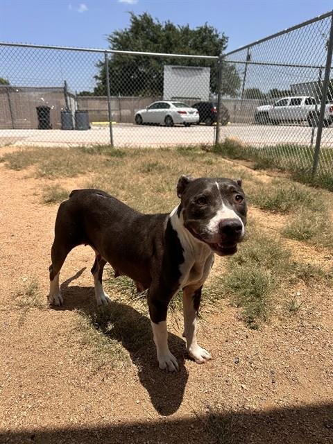 LADYBUG - Pit Bull Terrier available for adoption
