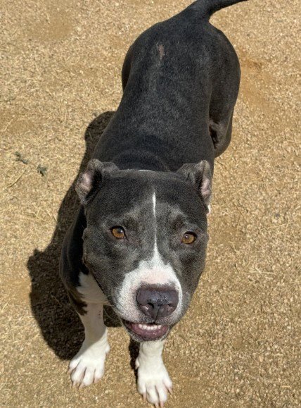 LADYBUG - Pit Bull Terrier for adoption in Killeen
