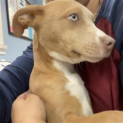 ENVY - Labrador Retriever available for adoption