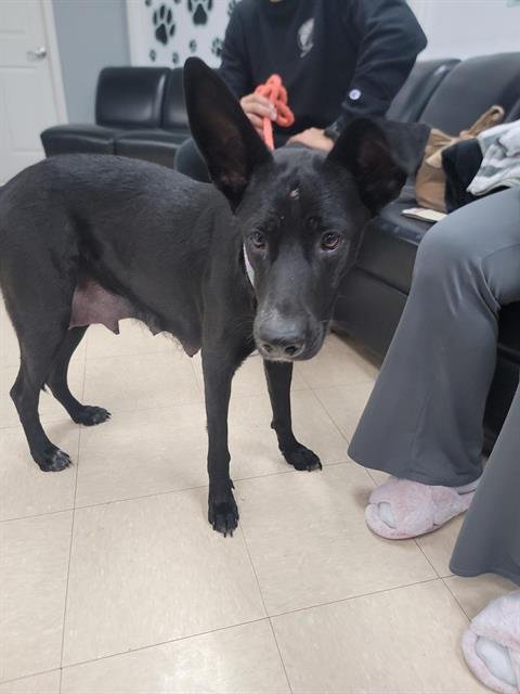 MANDY - Australian Cattle Dog/Blue Heeler available for adoption