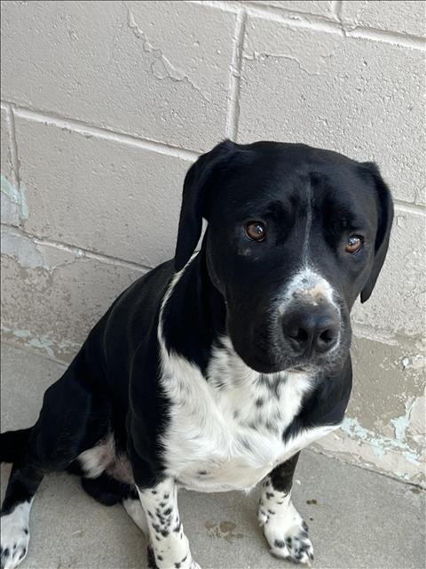 BABS - Pit Bull Terrier available for adoption