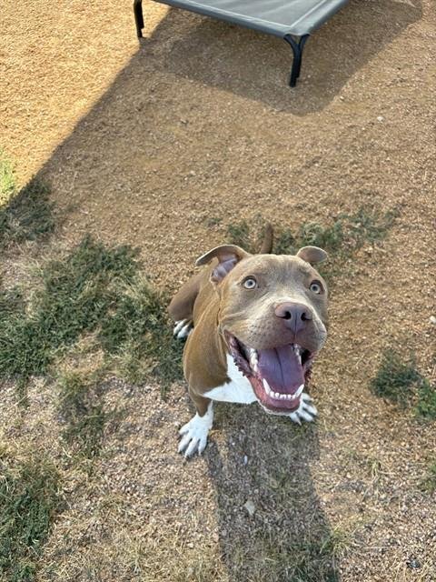 BANKAI - Staffordshire Bull Terrier available for adoption