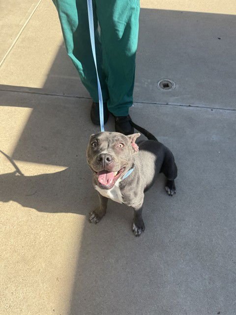 MINNIE - Pit Bull Terrier available for adoption