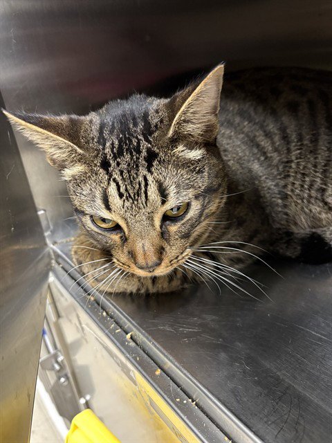 PAPA DOC - Domestic Short Hair available for adoption