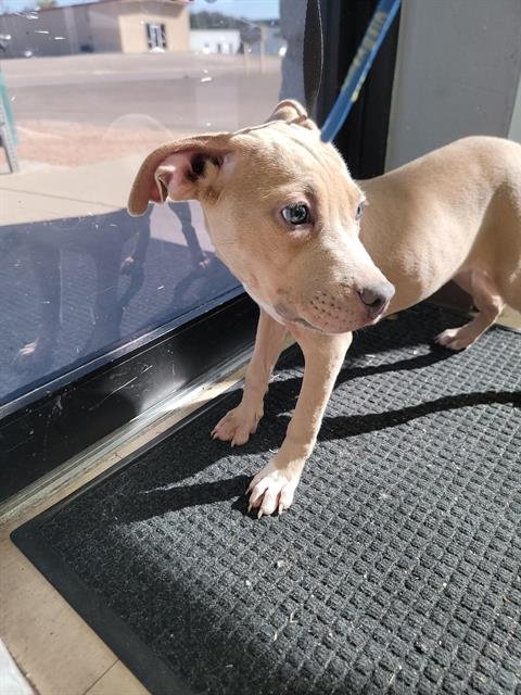 LOLA - American Staffordshire Terrier available for adoption