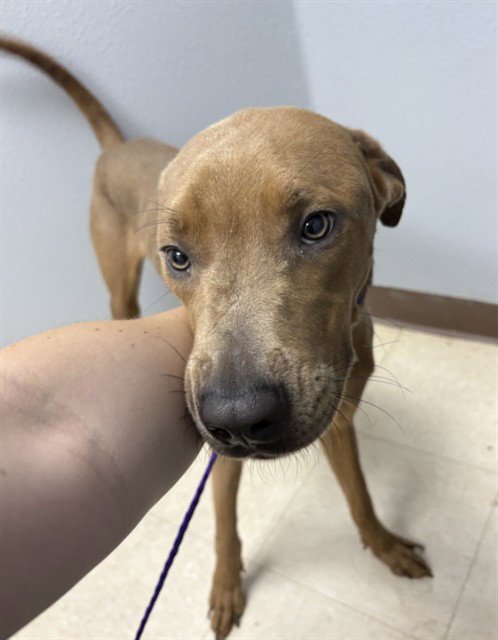 JALAPENO - Great Dane for adoption in Killeen