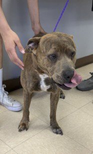 BELLA - Pit Bull Terrier available for adoption