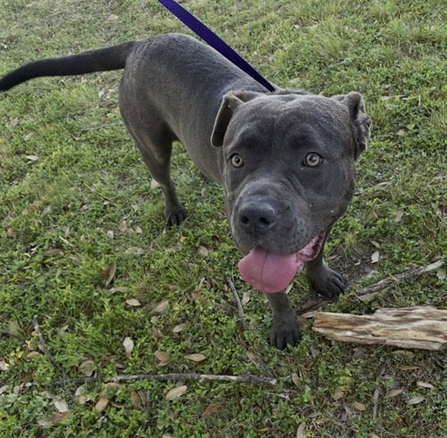 INDIGO - Cane Corso Mastiff available for adoption