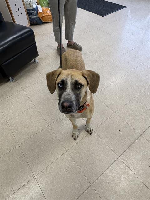 GRACIE - German Shepherd Dog available for adoption