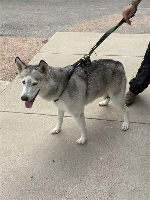 STRAY HOLD - Siberian Husky available for adoption