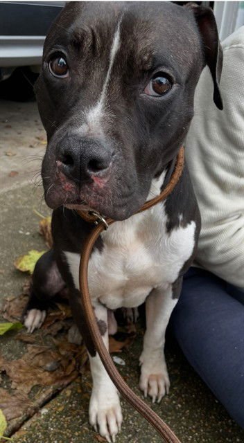 RALPH - Pit Bull Terrier available for adoption