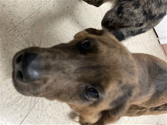DIXIE - Catahoula Leopard Dog available for adoption
