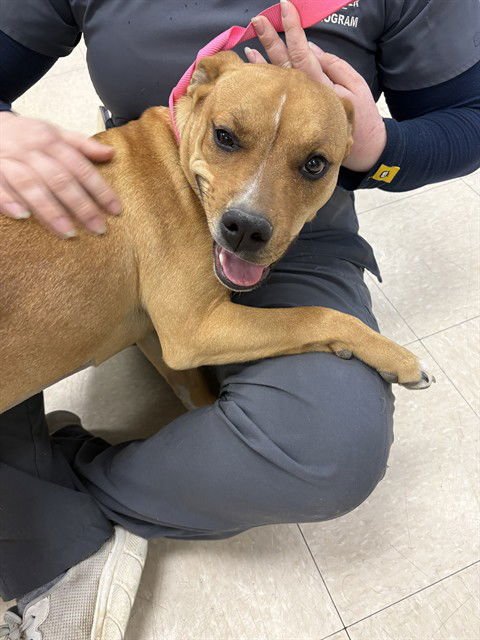 CHICKEN - Rhodesian Ridgeback available for adoption