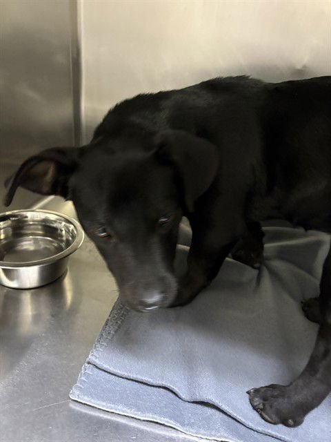 BUFFY - Chihuahua available for adoption