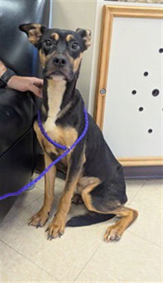 MAX - German Shepherd Dog available for adoption