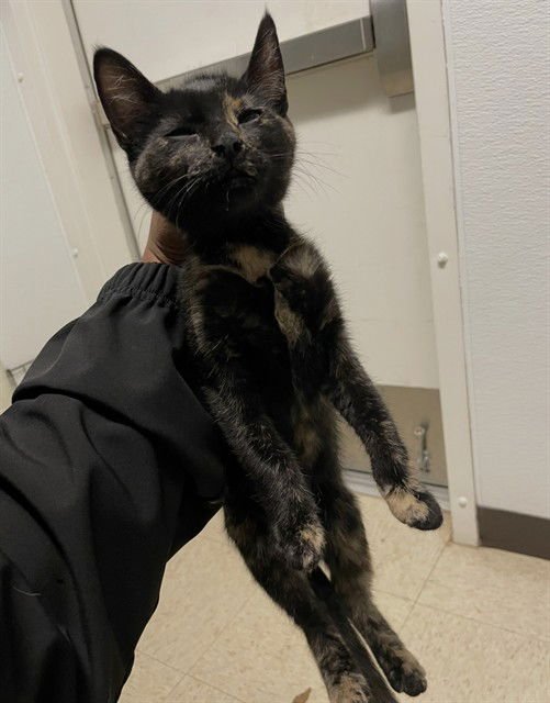 TAWNYPELT - Domestic Short Hair available for adoption