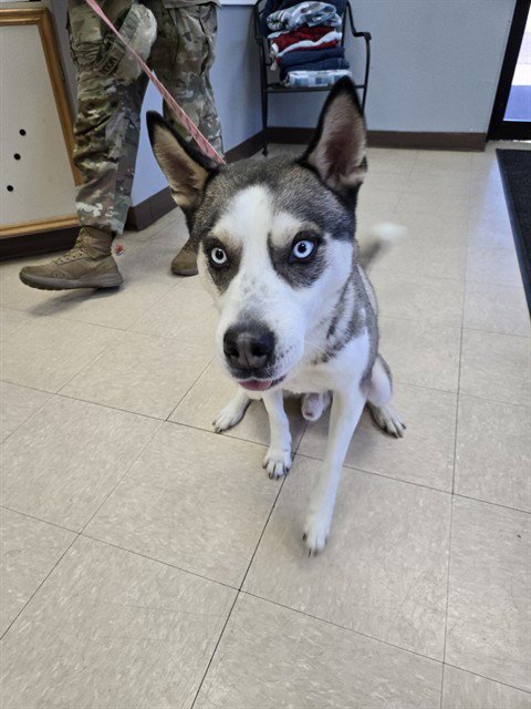 RYKER - Husky available for adoption