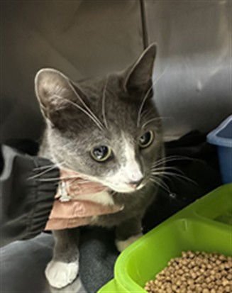 JIMMY - Domestic Short Hair available for adoption