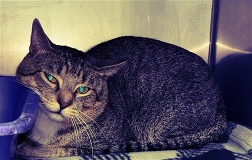 ZAPPY - Domestic Short Hair available for adoption