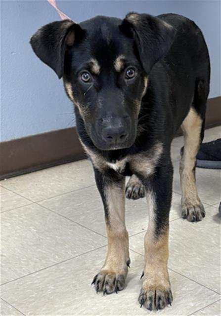 SCARLET - German Shepherd Dog available for adoption