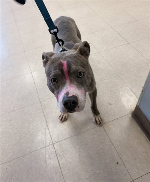 KILO - Pit Bull Terrier available for adoption