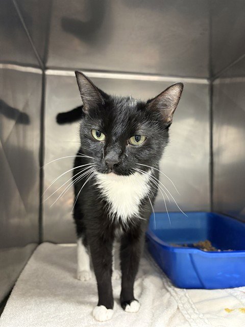 GLAMEOW - Domestic Short Hair for adoption in Killeen