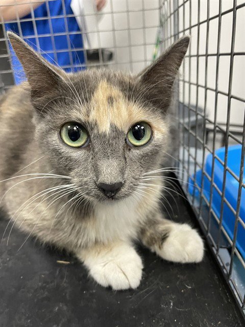STORM - Domestic Short Hair available for adoption