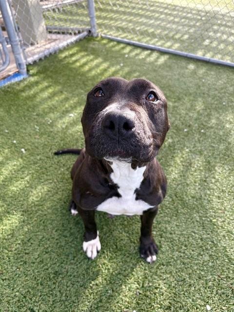 HONEY - Pit Bull Terrier available for adoption