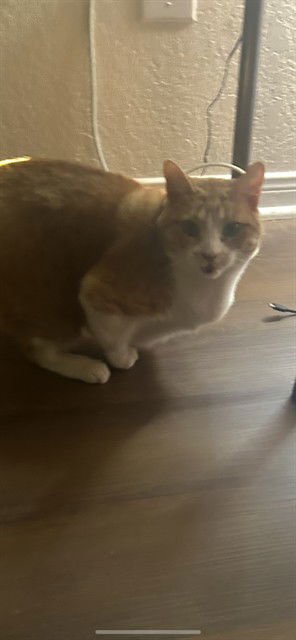 HOP - Domestic Short Hair available for adoption