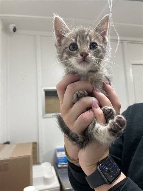 LENNY - Domestic Short Hair available for adoption