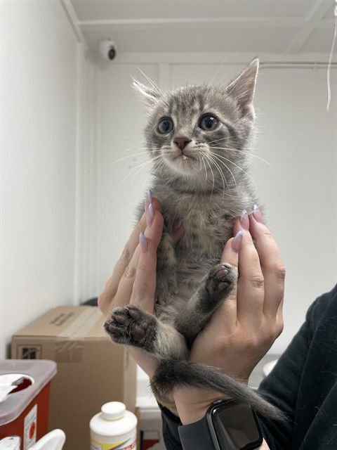 BANDIT - Domestic Short Hair available for adoption