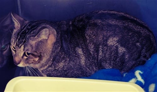 SIR JOHN - Domestic Short Hair available for adoption