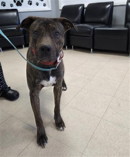 COCOA PEBBLES - Pit Bull Terrier / Dutch Shepherd available for adoption