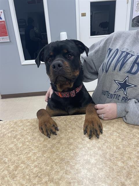 TANK - Rottweiler available for adoption