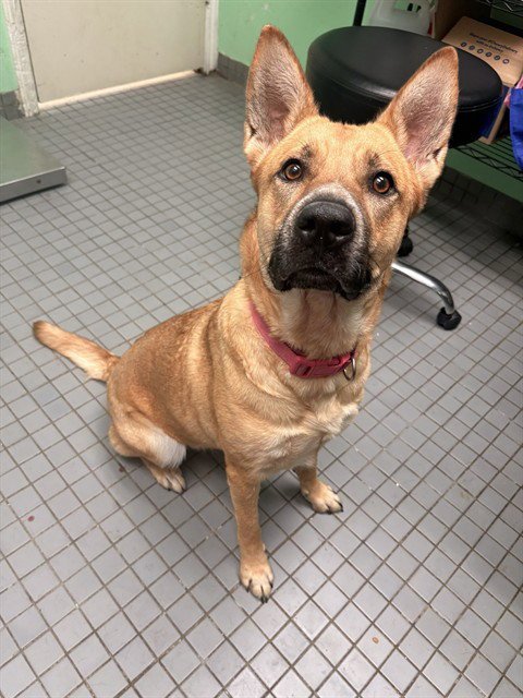 FREYA - Belgian Shepherd Malinois available for adoption