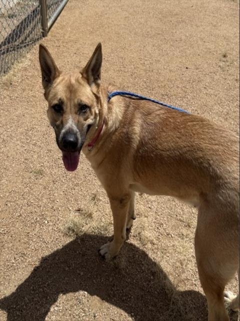 FREYA - Belgian Shepherd Malinois available for adoption