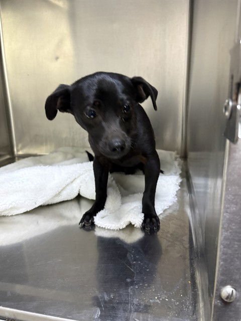 SCOOTER - Chihuahua available for adoption