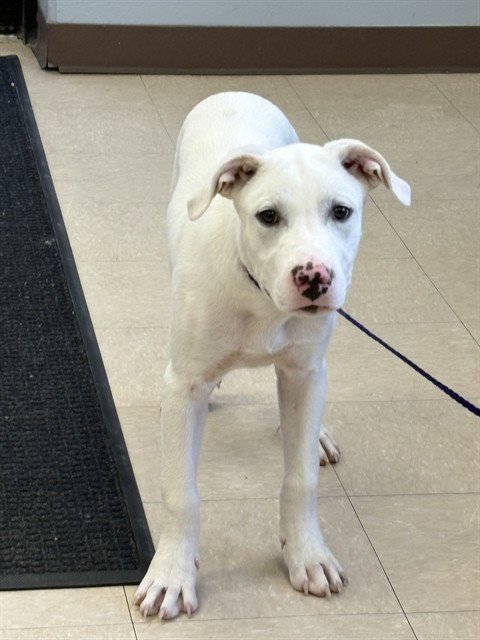 MOJO - Pit Bull Terrier / Labrador Retriever available for adoption
