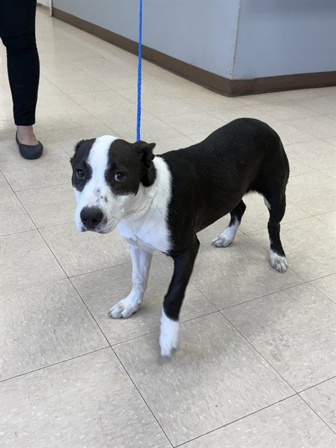 LUCY - Border Collie available for adoption