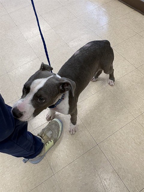 JAKE - Staffordshire Bull Terrier available for adoption