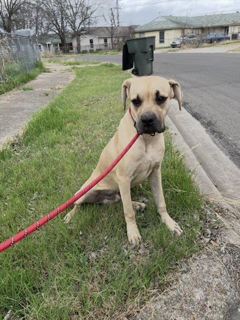 ZADE - Cane Corso Mastiff available for adoption