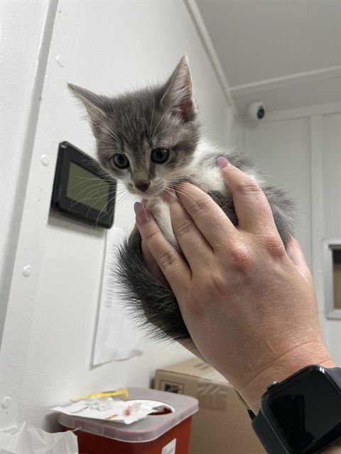 DALLY - Domestic Short Hair available for adoption