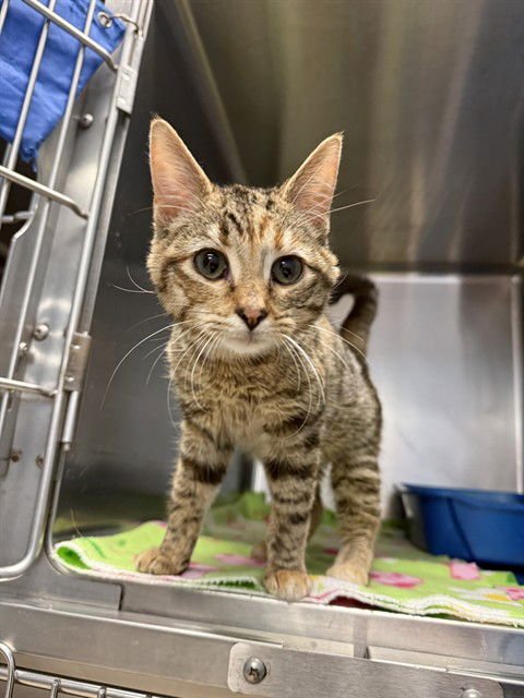 MONICA - Domestic Short Hair available for adoption