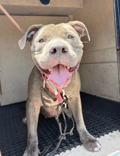 BELLATRIX - Pit Bull Terrier for adoption in Killeen