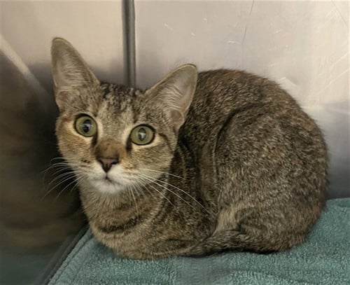 EROWEN - Domestic Short Hair available for adoption