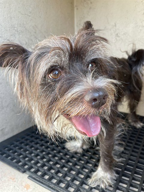 STRAY HOLD - Yorkshire Terrier Yorkie available for adoption